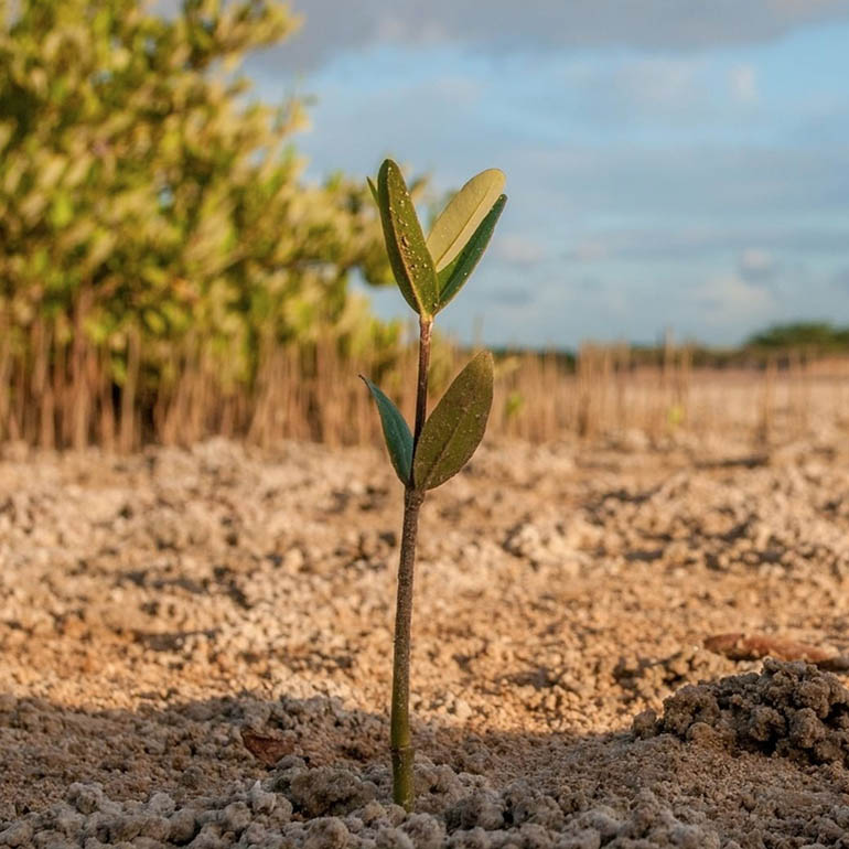 One Tree Planted Spenden